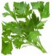 Parsley