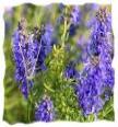 Hyssop