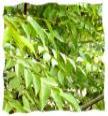 Curry Leaf image