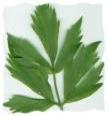 Lovage