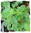 Marjoram