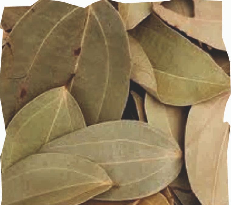 Bay Leaf image