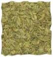 Fennel image