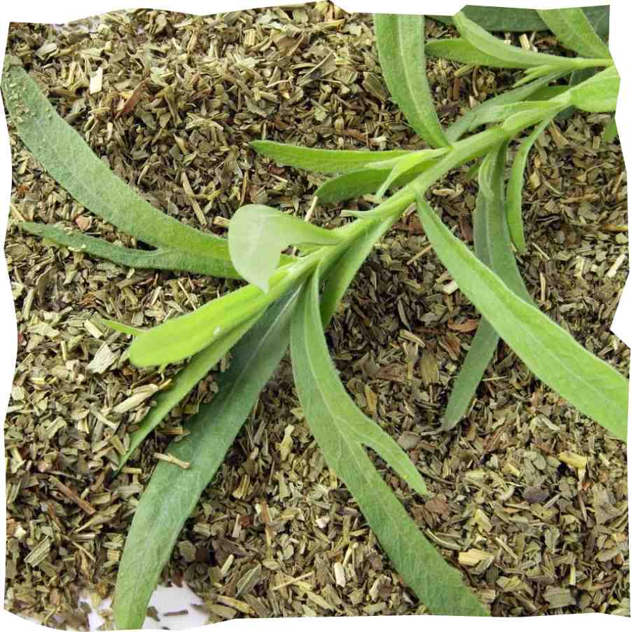 Tarragon image