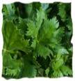 Celery image