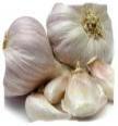 Garlic image