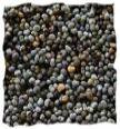 Poppy Seed image